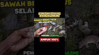 Cara mengusir tikus dari sawah #idekreatif #tikus #tutorial