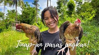 Native Chicken for Lunch, Filling the stomach who just gave birth "Tinola , Tinap-an" Bohol