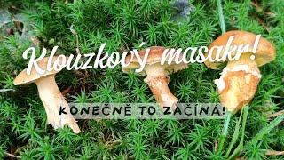 Klouzkový masakr! Konečně to začíná! Našel jsem oltář v lese! Porovnání klouzků #houby #rostou