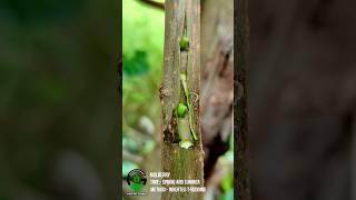 Grafting and budding techniques of mulberry