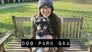 q&a in the famous dog park || Mei-Ying Chow