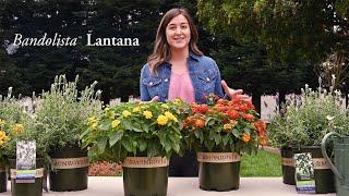 Monrovia | Bandolista™ Lantana