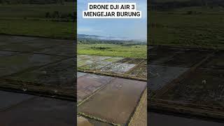 Drone DJI Air 3 Mengejar Burung  #shorts #dji #djiair3 #air3 #drones #djiindonesia #viral