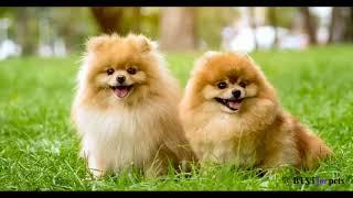 Cute animals top 30 cute dog  animals pics cute and funny animals cute puppy's