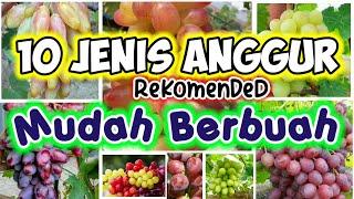 10 Jenis Bibit Anggur Yang Mudah Berbuah | 10 Types of Grape Seeds That Are Easy to Fruit