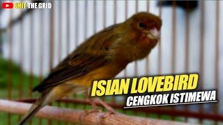 KENARI ISIAN LOVEBIRD GACOR PANJANG CENGKOK ISTIMEWA