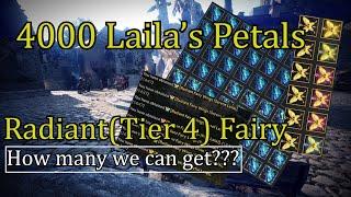 BDO - Fairy System - 4000 Laila's Petals - How many Tier 4 (Radiant) Fairy we can get?