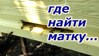 МАТКА ПРОПАЛА во время перевозки. ЧТО ДЕЛАТЬ?#пасека #пчелыначинающим