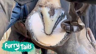 Giving Horses A Manicure  | Furry Tails