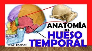  HUESO TEMPORAL, Anatomía. Fácil, Rápido y Sencillo