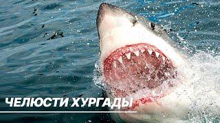Челюсти Хургады. Почему акулы нападают на людей в Египте?