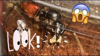 Our GIANT QUEEN ANTS LAID EGGS !!! 