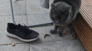 Британский кот VS Тапок: Эпичная битва на снегу! / British cat VS Slipper: Epic battle in the snow!