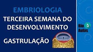 Gastrulação: Ectoderma, Mesoderma e Endoderma - Terceira Semana do Desenvolvimento (Embriologia)