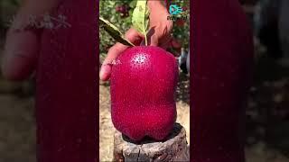 Fruit Crushing Video | Apple Crushing Video | Jungle Fruit Crushing