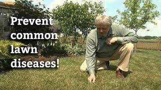 Controlling Lawn Diseases -- How to Prevent & Cure Common Lawn Diseases