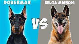 Doberman VS Pastor Belga Malinois - Quien gana?