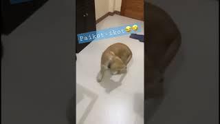 Funny, Crazy or Dizzy#funnyvideo #trending #viral #happy #pets #dog #love #animals #shorts