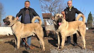 DÜNYANIN EN BÜYÜK KÖPEKLERİNİ ÜRETEN ÇİFTÇİ ! DEV BOZ ÇOBAN KÖPEKLERİ, anatolian turkish kangal dogs