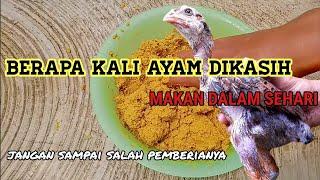 waktu pemberian pakan ayam yang tepat dan benar