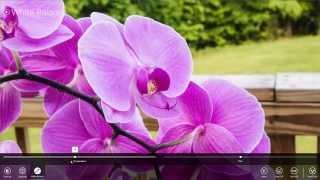 Windows 8 App Review - Adobe Photoshop Express