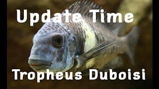 Tropheus Duboisi Colony Update