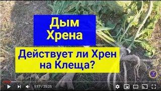 #Матковод_АМГ Хрен против клеща варроа Действует ли дым на клеща варроа?