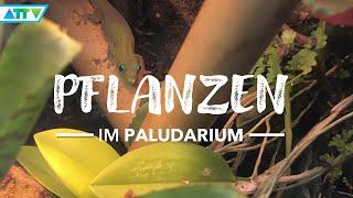 Perfekter Pflanzenwuchs im Goldstaubtaggecko Paludarium | GeckoTagebuch