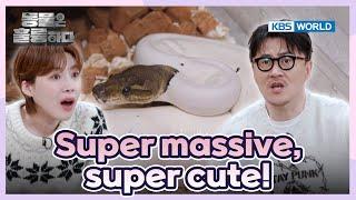 What’s wrong with its face? [Animals Are Incredible : EP.10-1] | KBS WORLD TV 250305