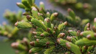 Spruce Tips Crash Course