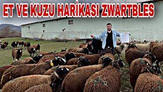 YOK BÖYLE BİR KOYUN ~ İNEK GİBİ ET HARİKASI KUZU MAKİNASI ZWARTBLES