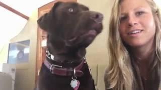 Otis' the lab moves to a new city | Freshpet Story