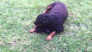 Yorkie plays with Rottweiler. Too cute for wordss!!!