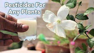 Homemade Natural Pesticides and fertilizer Using Milk For Any Plants