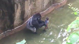 Bambino cade nel recinto del gorilla