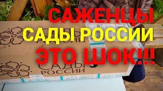 Саженцы Сады России Обзор Посылки. Обзор Саженцев.