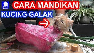 CARA MEMANDIKAN KUCING GALAK, AGRESIF, BERKUTU SENDIRIAN