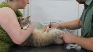 Обычный визит с кошками к ветеринару кардинально изменил личную жизнь хозяйки
