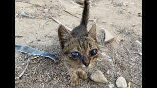 Desperate Cry: Blind Cat’s Heartbreaking Situation in a Forgotten Place  | Rescue Before & After