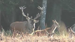 The Red Deer Rut 2021 Part 1