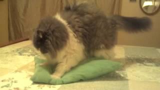 Truffles the pillow humping cat