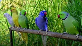 Amazing talking parrot video