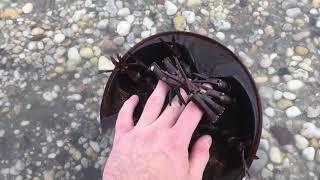 Are horseshoe crabs dangerous?