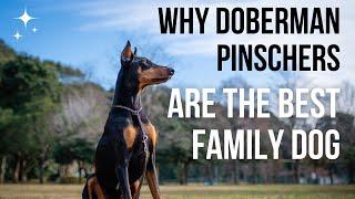 Why Doberman Pinschers Are the Best Family Dog