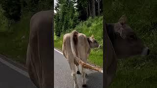 Be careful! Cows on the road! #cows #alps