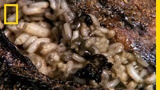 Maggot Medicine | National Geographic