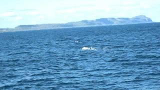 Доминикана. Samana.  Горбатые киты. Humpbuck Whales 3