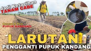 Pengganti Pupuk Kandang!! Rahasia Larutan ini mampu tingkatkan 90 % kesuburan tanah tanam cabe