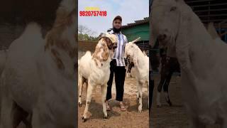 Big Goats For Bakra Eid - Qurbani Goats 2024 - #bakra #viral #goat #reels #share #bakraeidspecial