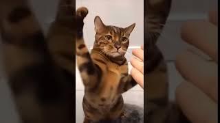 Paws and Giggles:: Funny cat moments #1 #CatComedy #FelineFunnies #MeowLaughs #HilariousKitties